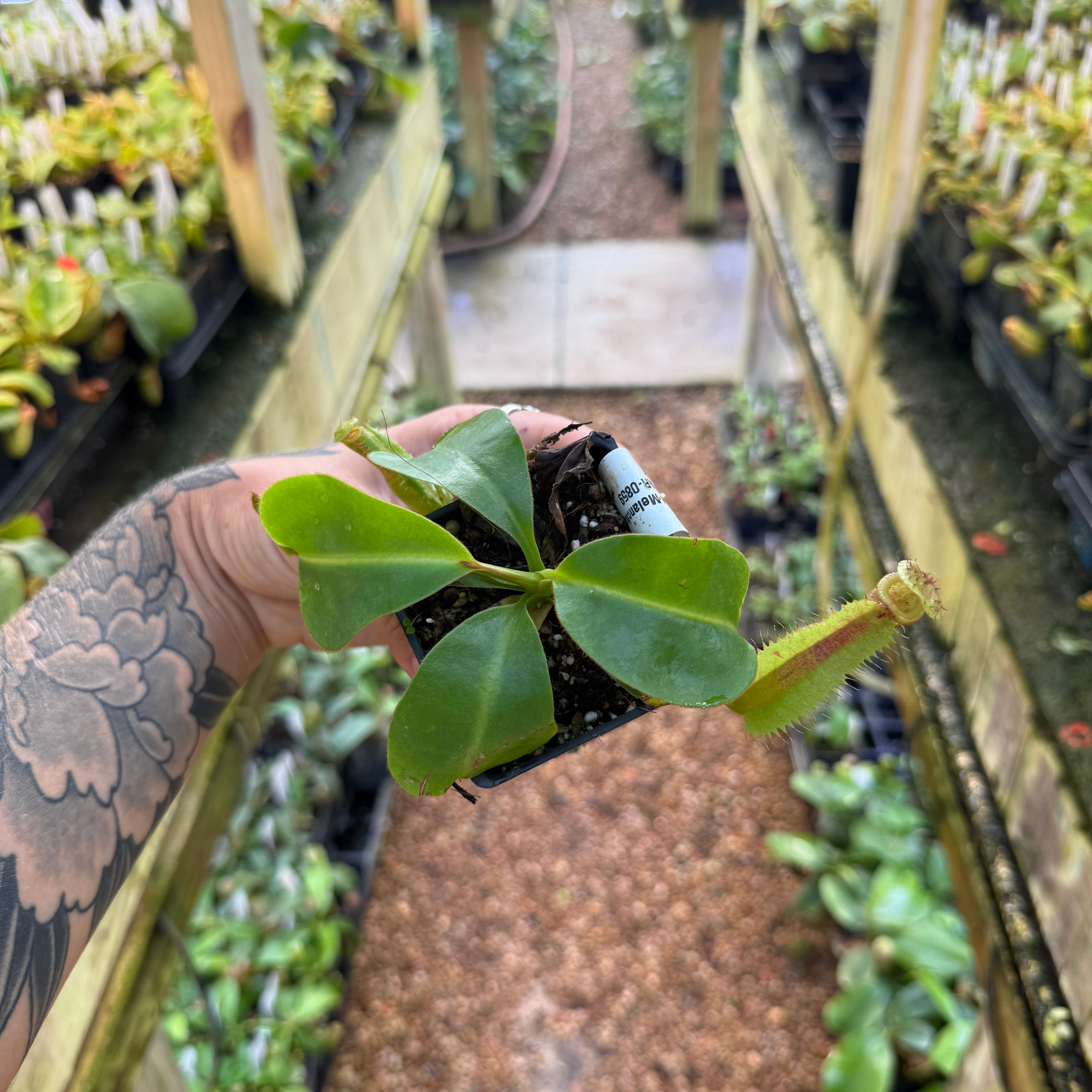 Nepenthes ('Song of Melancholy' x truncata) x 'Trusmadiensis', CAR