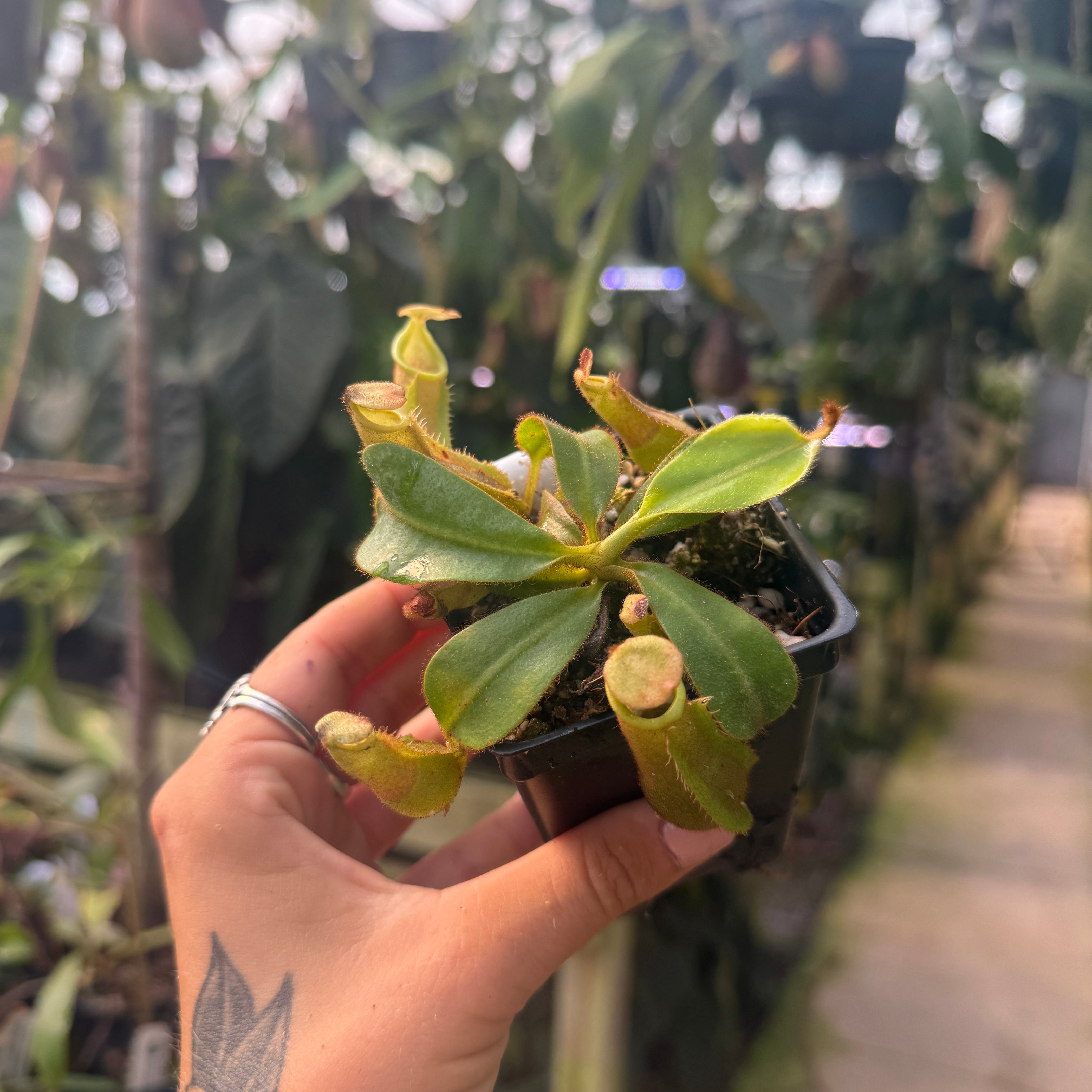 Nepenthes veitchii ('Queen' x 'Candy Dreams'), CAR-0866 – Carnivero