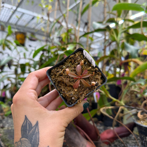 Nepenthes argentii