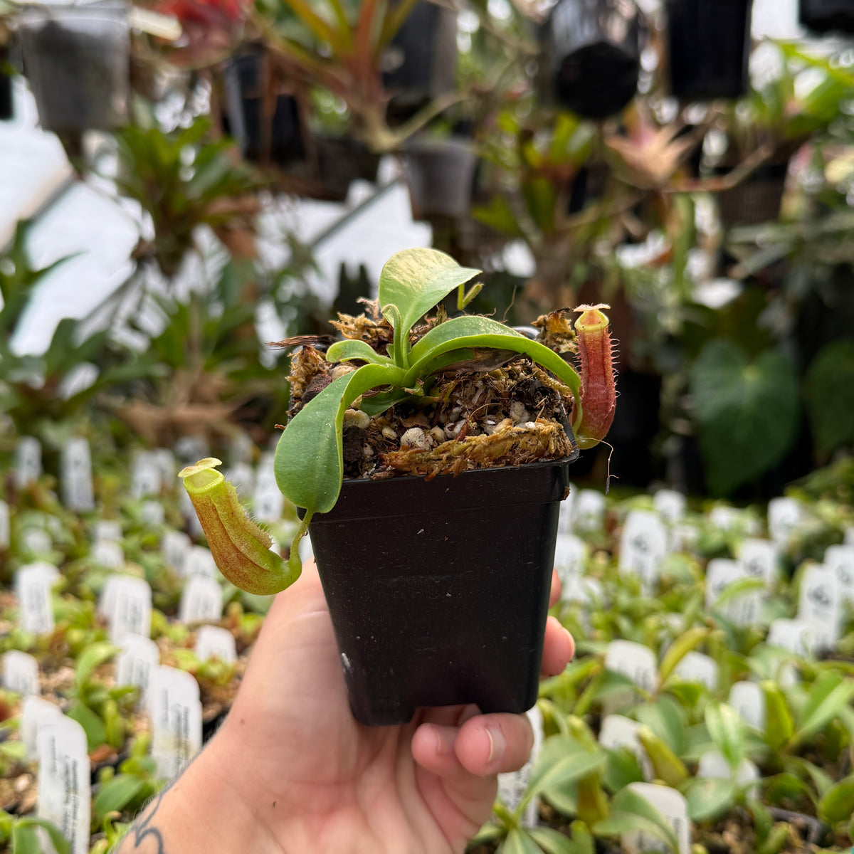A hand holding a small potted carnivorous pitcher plant in a black plastic nursery pot, with a greenhouse background filled with other plants and plant tags.