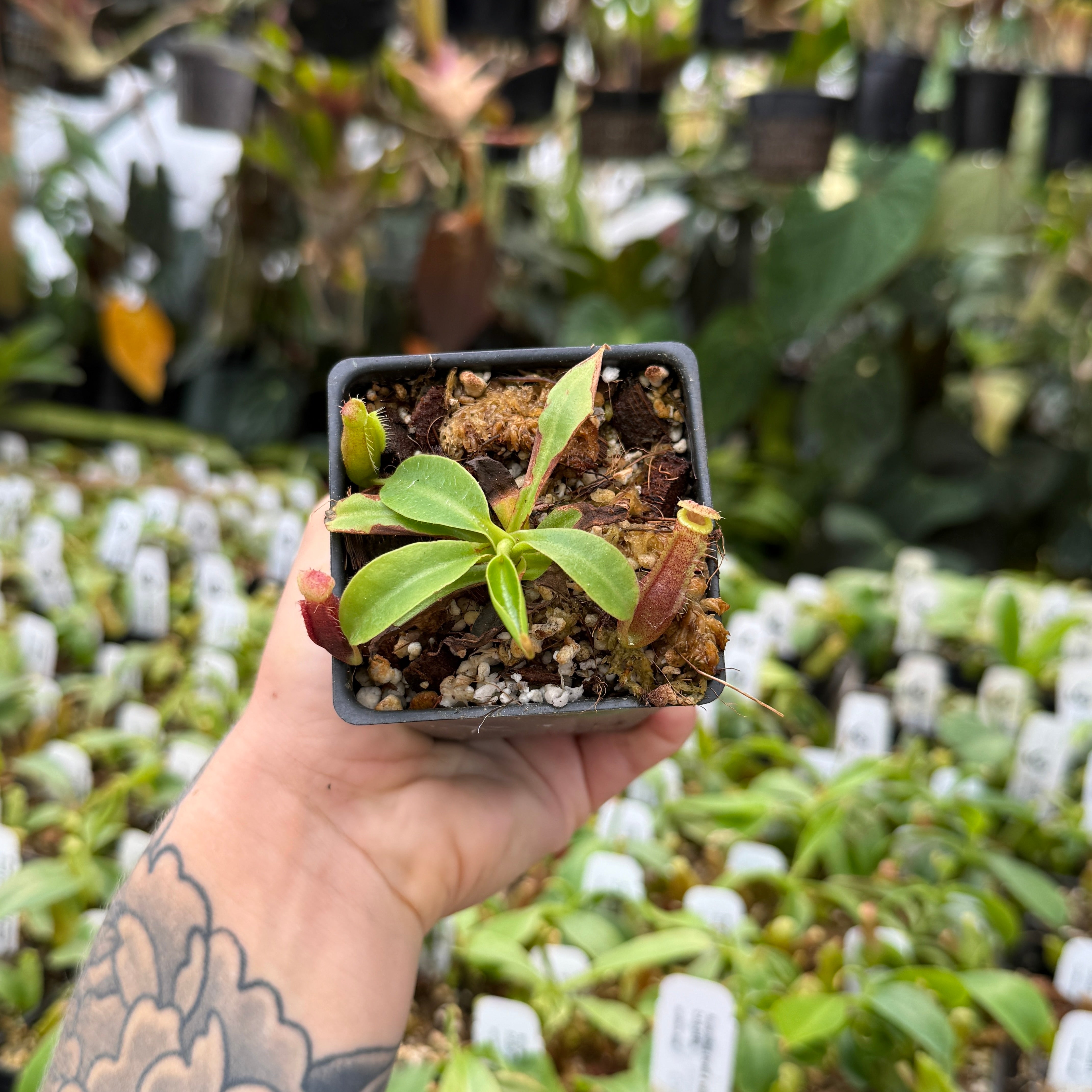 Shop Nepenthes Hybrids (Pitcher Plants) | Carnivero – Page 3