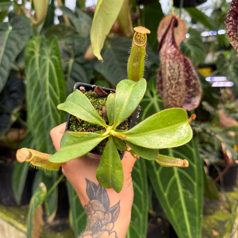 A hand with a tattoo holds a small potted Nepenthes pitcher plant in a black plastic pot, with other tropical plants blurred in the background.