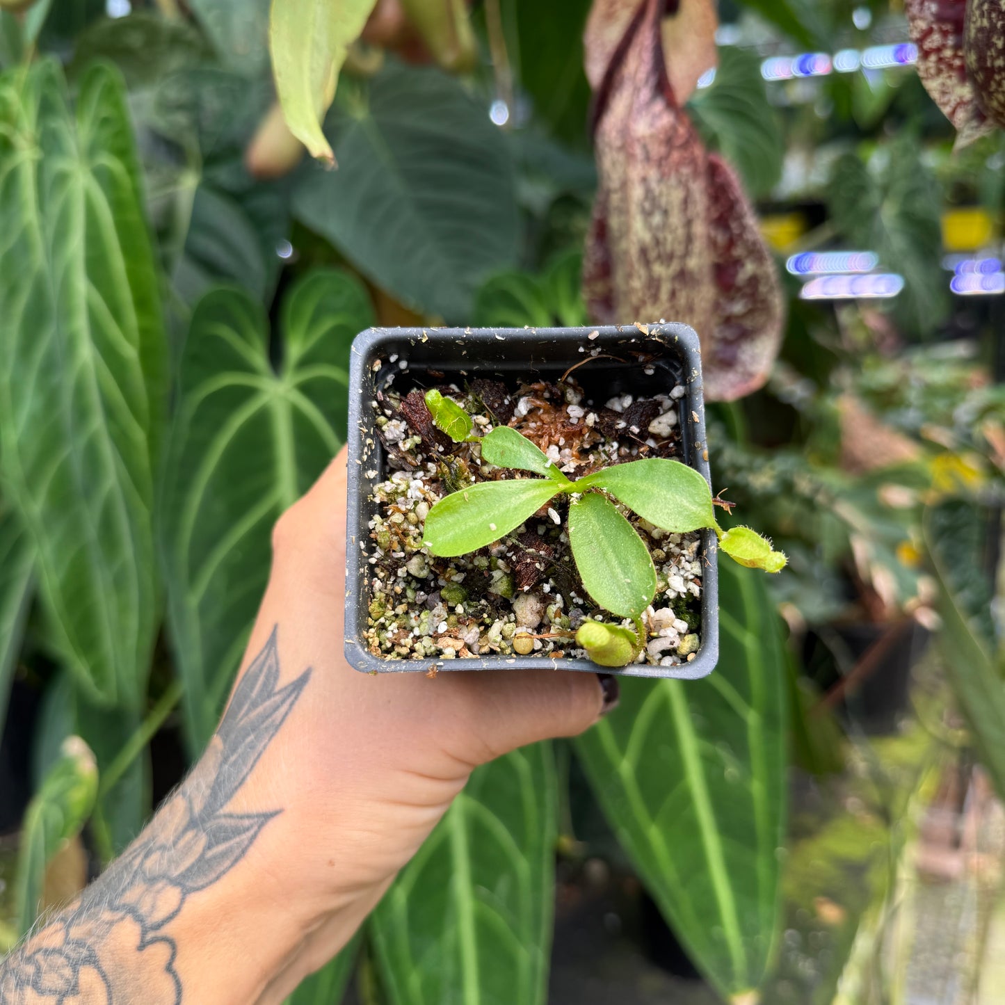 A hand with a floral tattoo holds a small square plastic pot containing a young green plant with small hanging pods, set against a background of lush green houseplants.