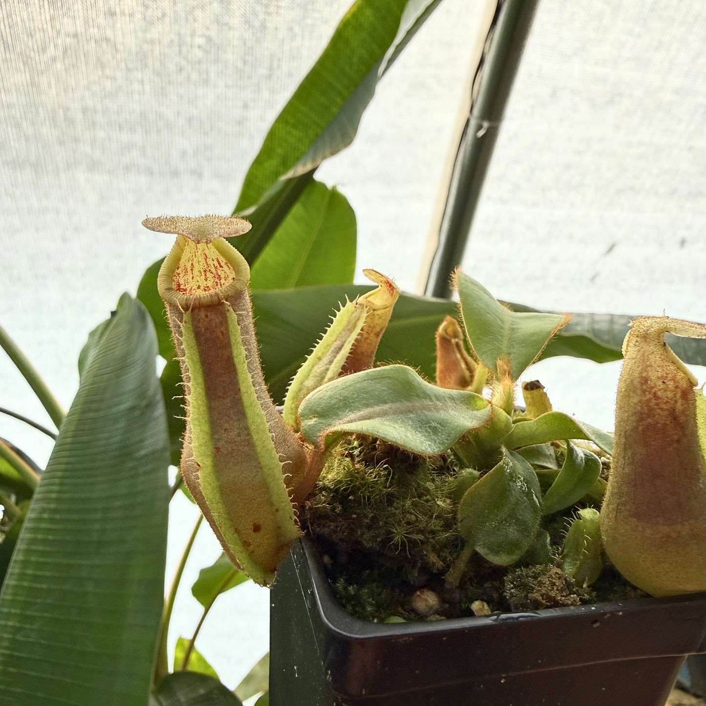close up of a red and green nepenthes pitcher