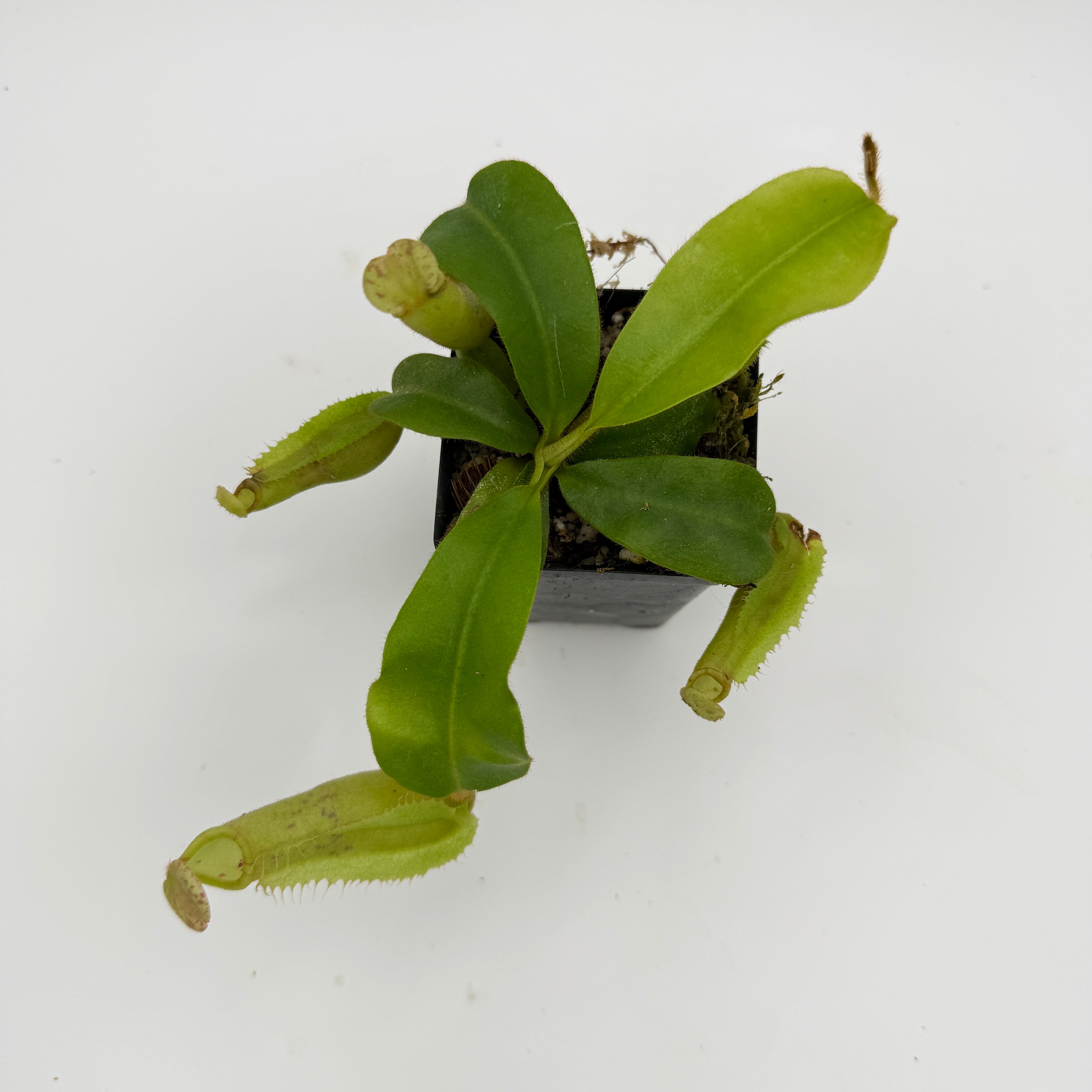 Nepenthes veitchii [('Thai Bareo Giant' x variegated (k)], CAR
