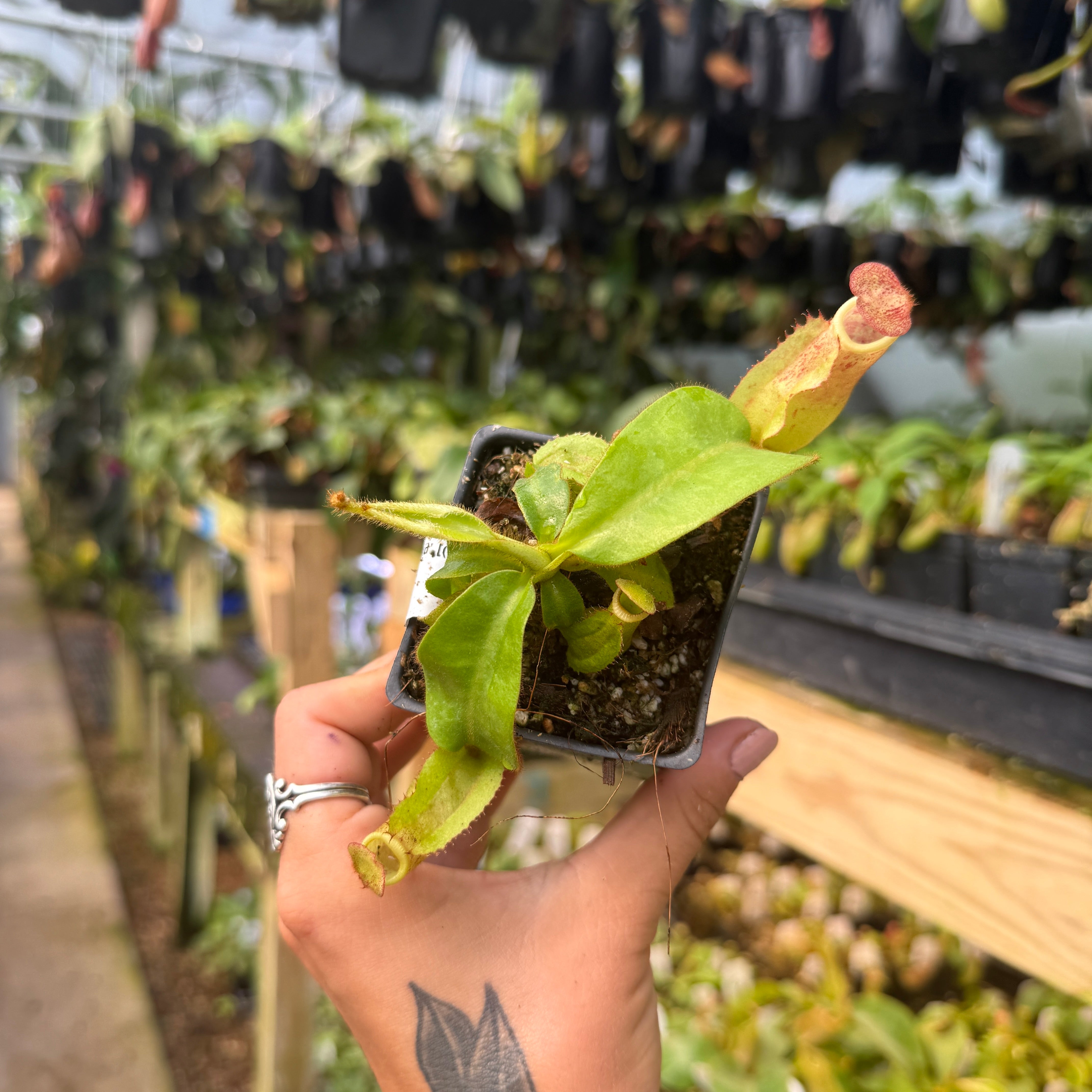Nepenthes veitchii 