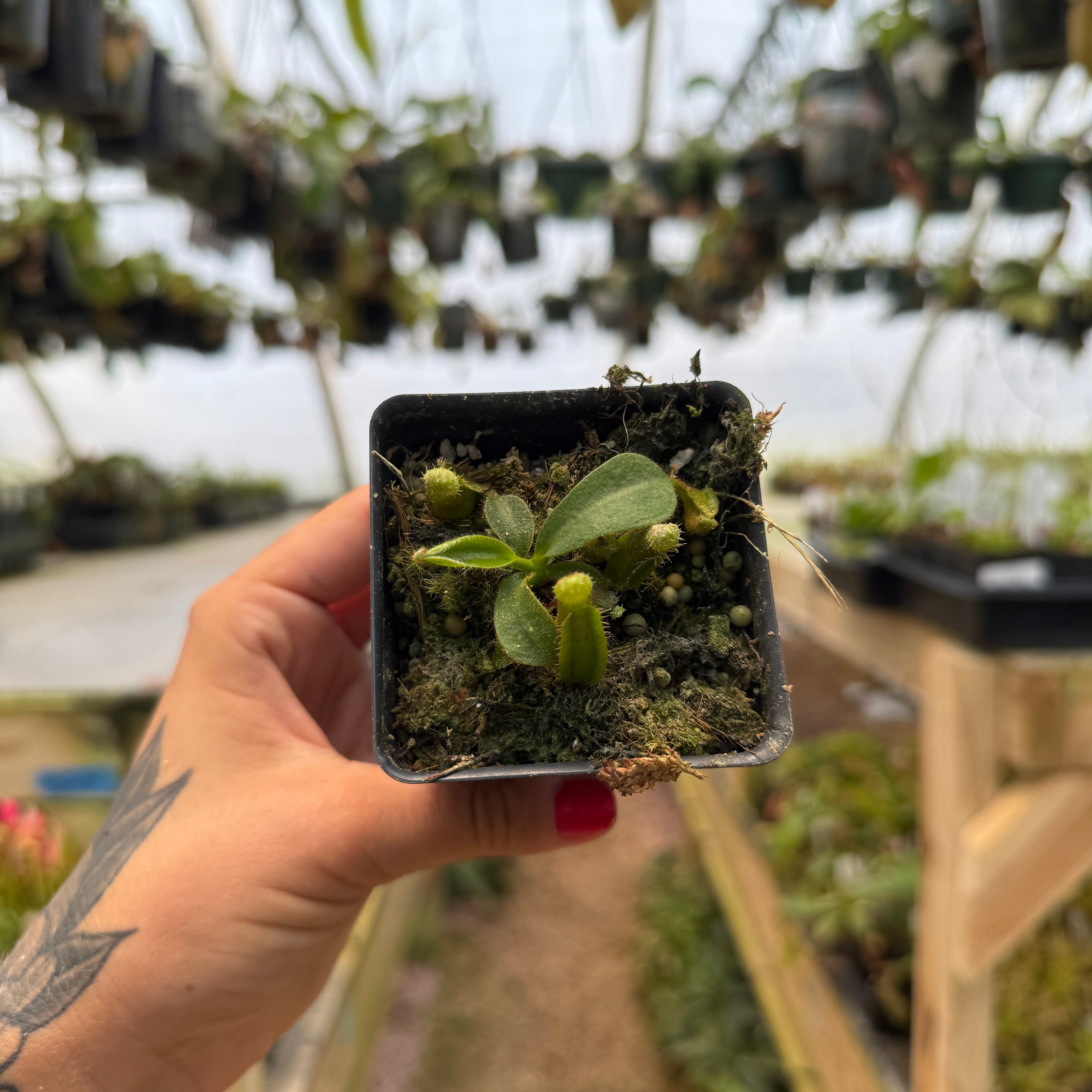Nepenthes veitchii [BE-4033 x (Akazukin x Bareo)], CAR-0890