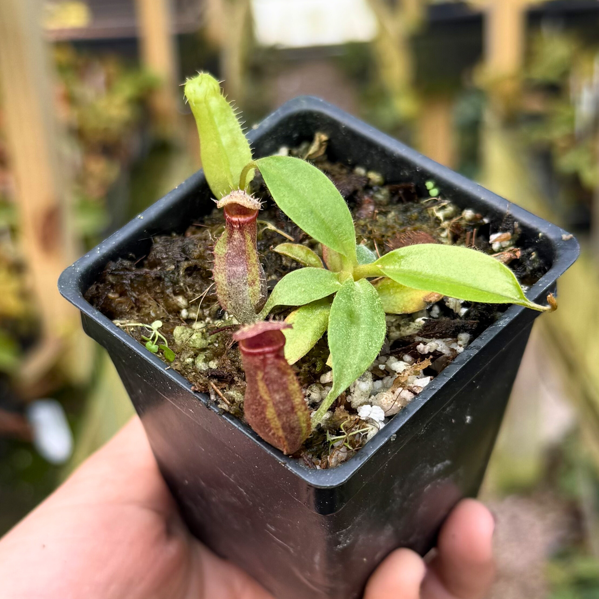 Nepenthes Shadow Leviathan, CAR-0893 – Carnivero