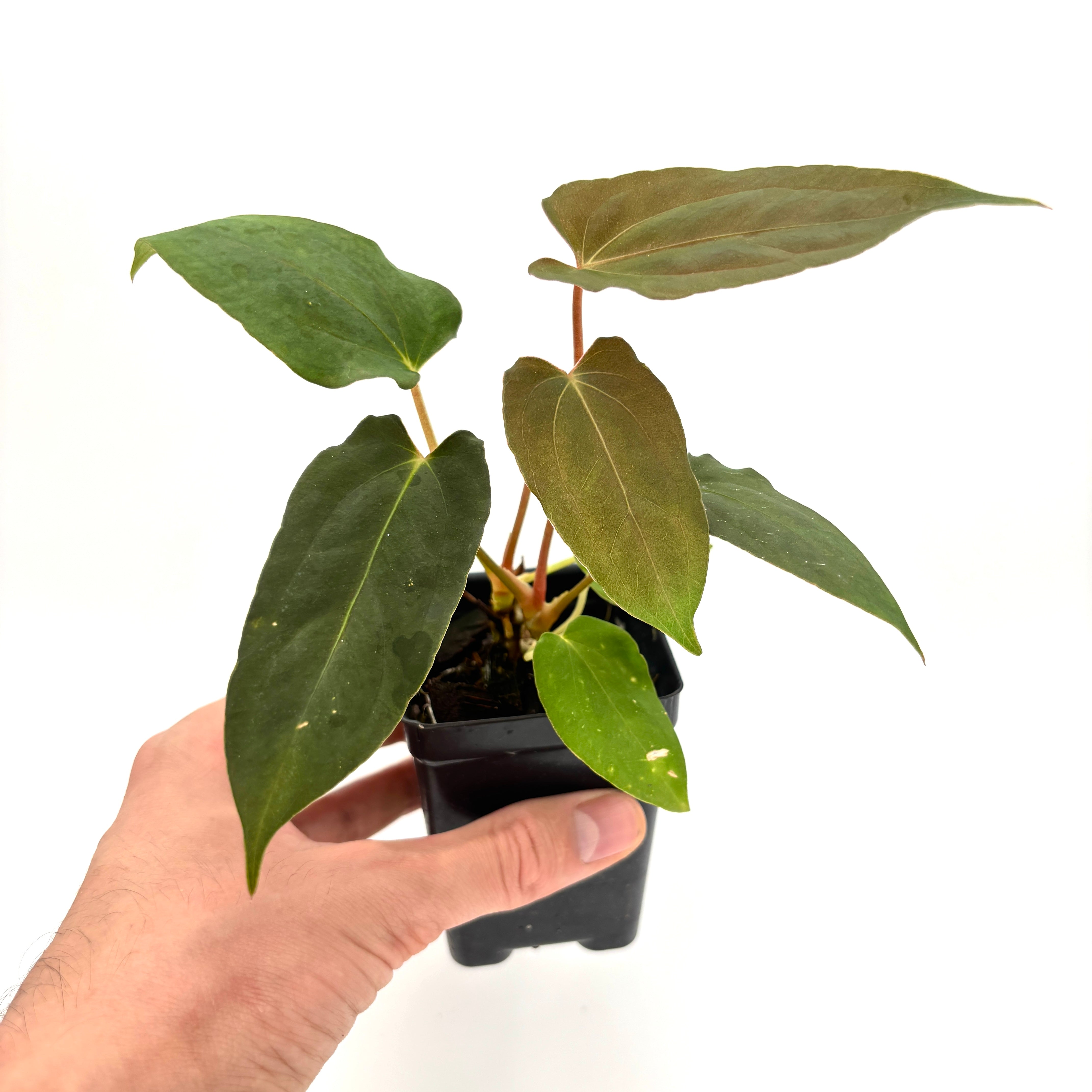 MDR072] Anthurium papillilaminum 