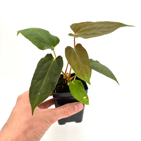 [MDR072] Anthurium papillilaminum "Fort Sherman" x "Ralph Lynam" (JV)