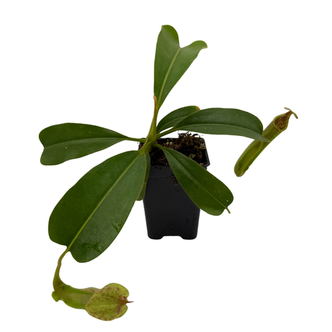 A small potted pitcher plant with glossy green leaves and a green pitcher, shown in a black nursery pot on a plain white background.
