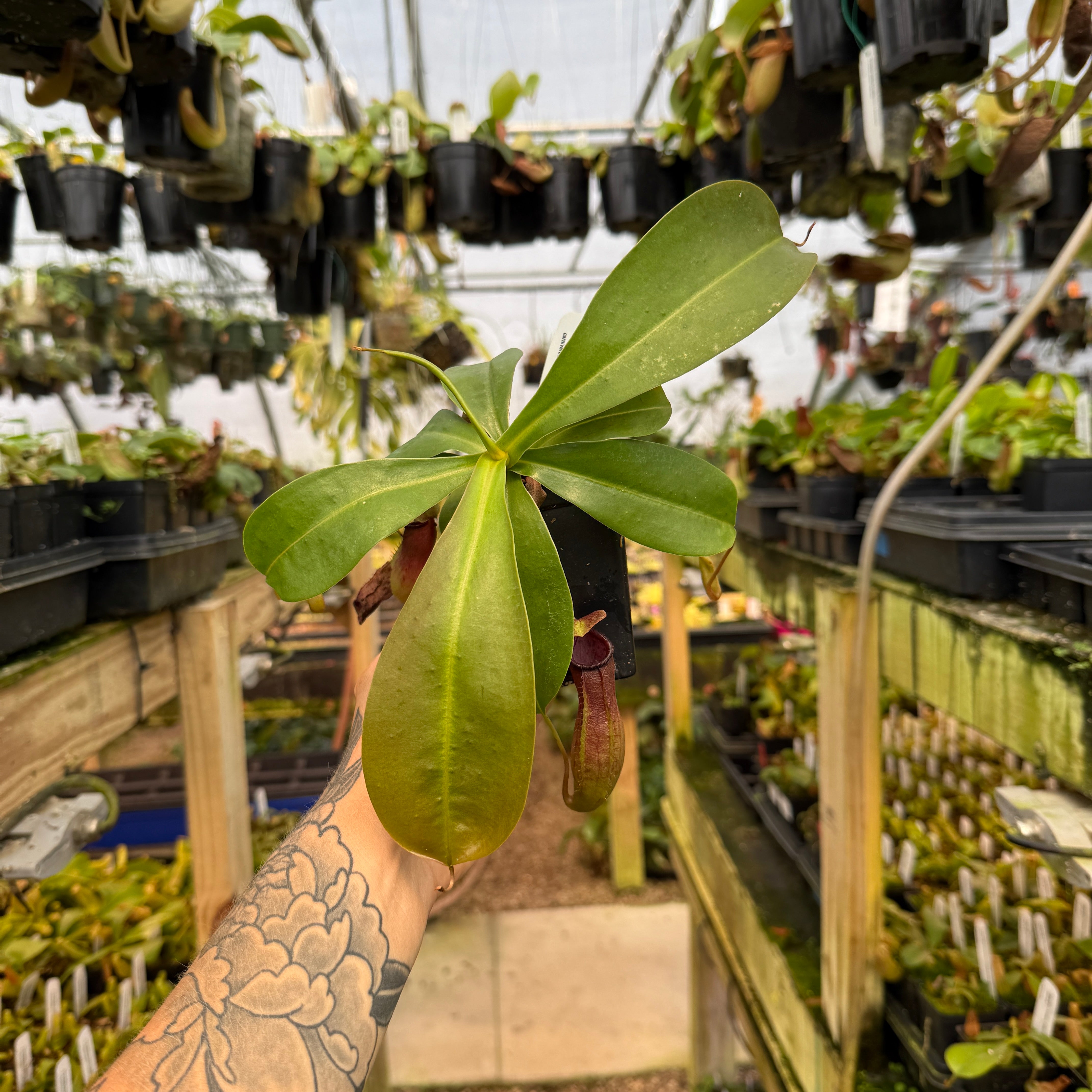 Nepenthes ventricosa (k) x naga, CAR-0931 – Carnivero