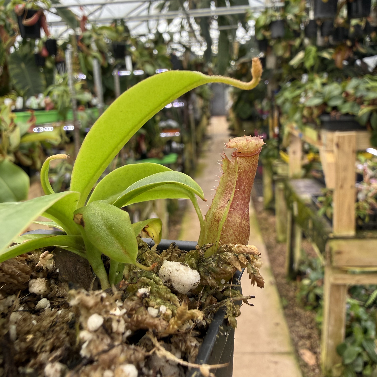 Nepenthes (ventricosa x sibuyanensis) x Harryana, CAR-0943 – Carnivero