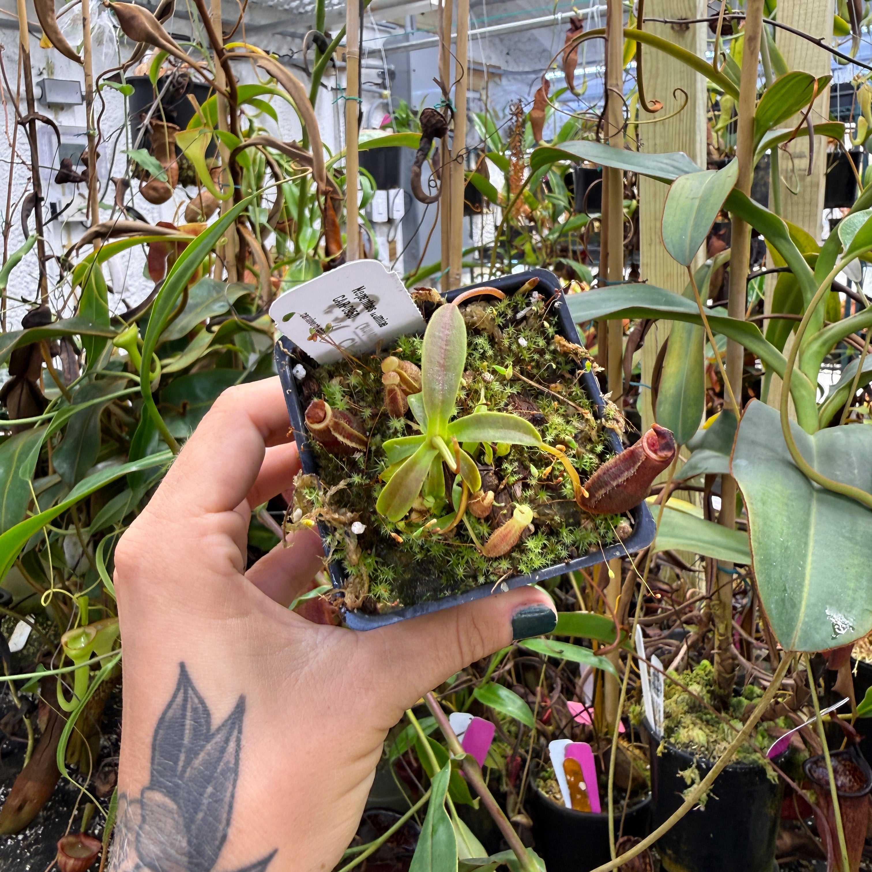 Nepenthes izumiae, BE-3925 – Carnivero