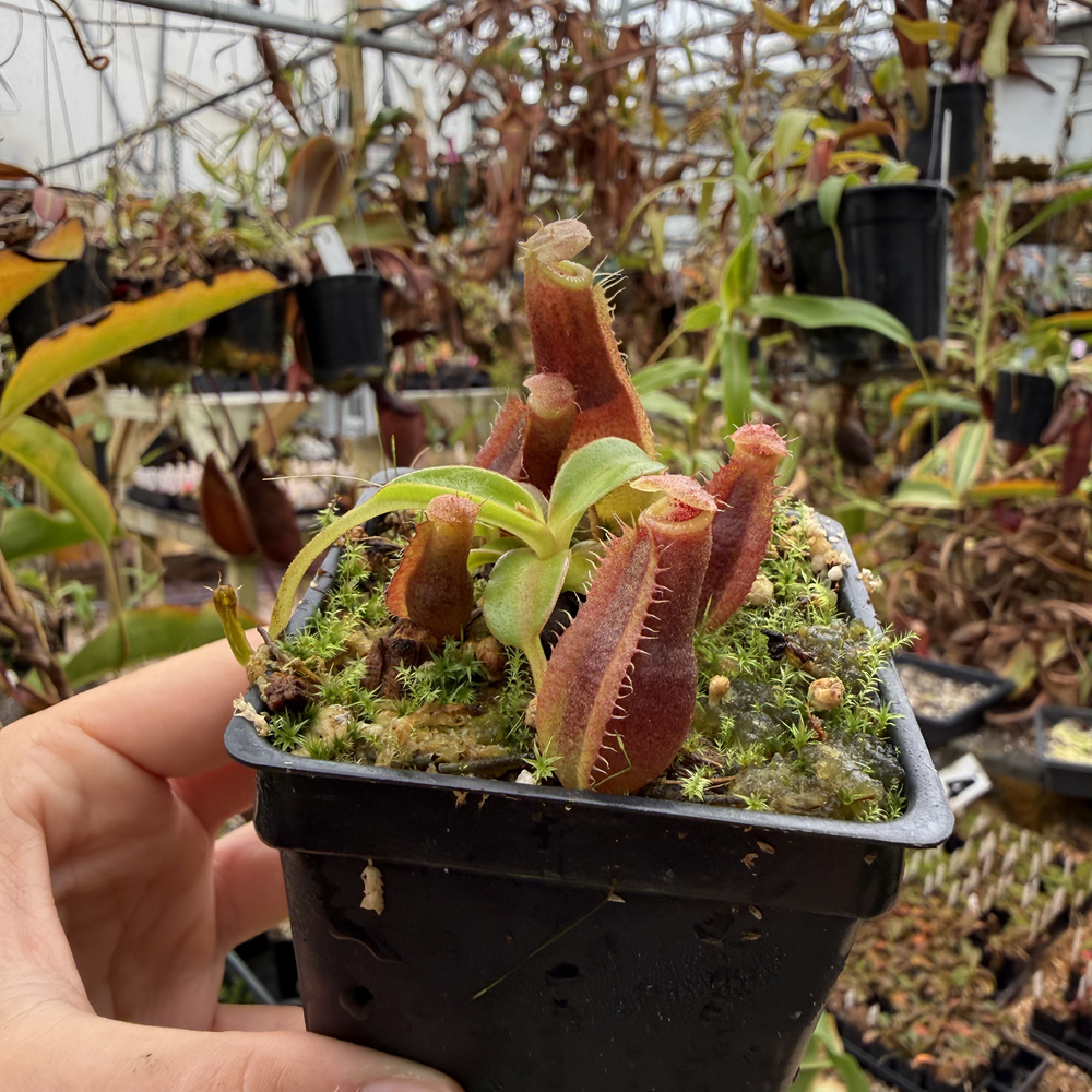 Nepenthes spathulata x edwardsiana CAR-0953 – Carnivero