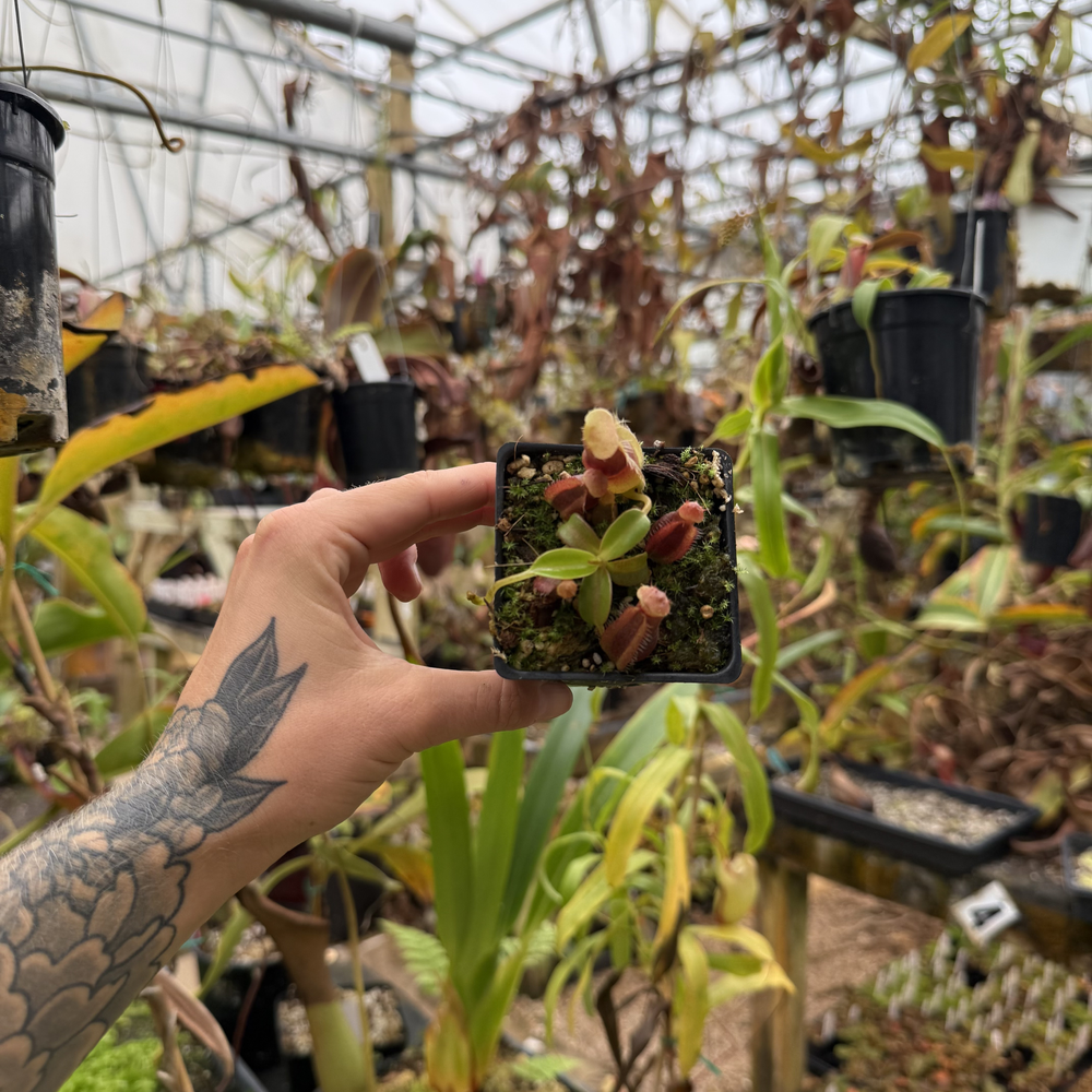 Nepenthes spathulata x edwardsiana CAR-0953 – Carnivero