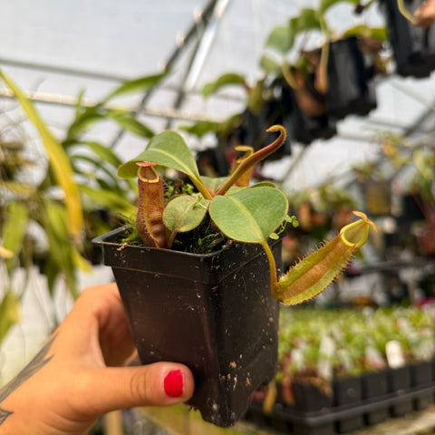 hand holding a black pot containing a medium sized nepenthes with red and green pitchers 