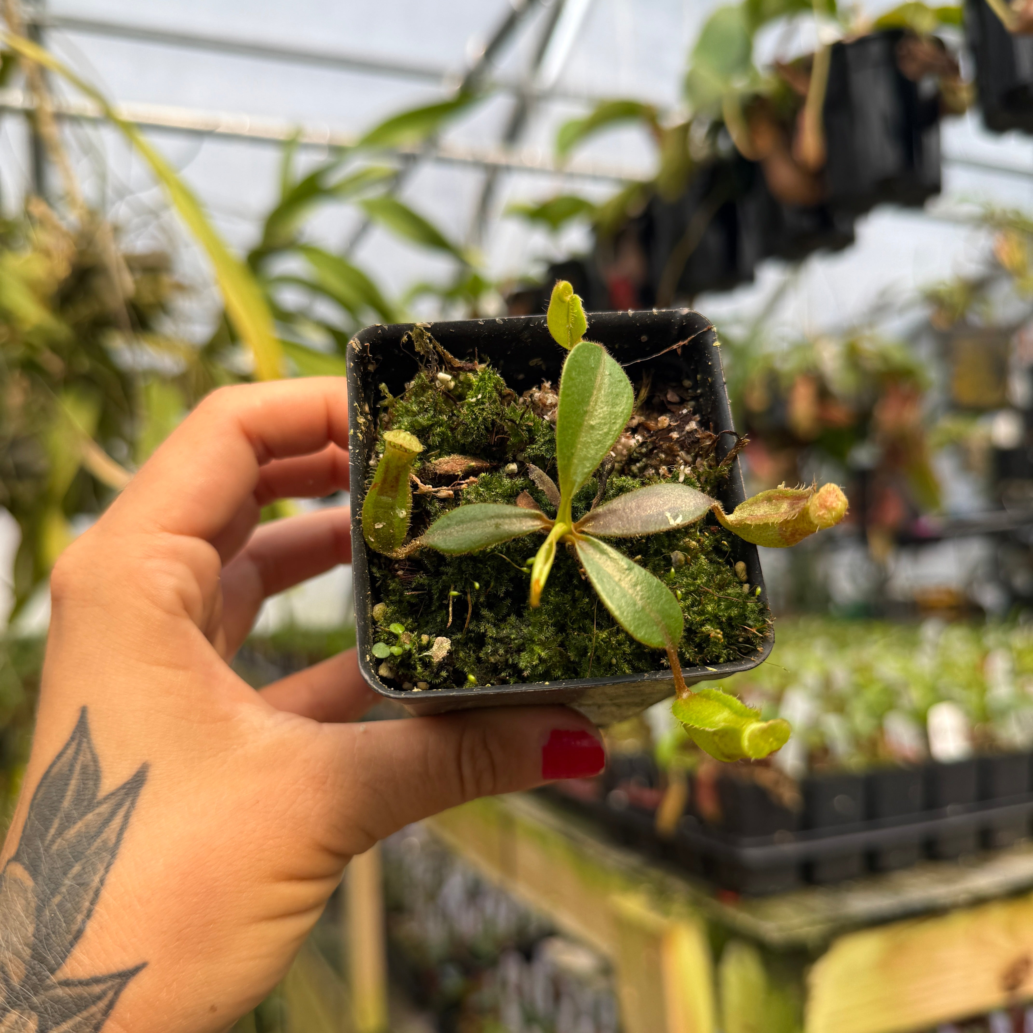 tinochanページ Nepenthes Song of Melancholy x {[(Rokko x boschiana) x veitchii] x