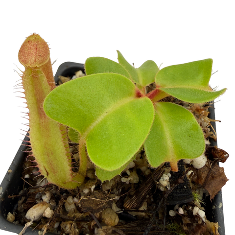 A small carnivorous pitcher plant with a green and reddish-pink pitcher and bright green leaves, growing in a black plastic starter pot filled with soil, wood chips, and perlite, isolated on a white background.