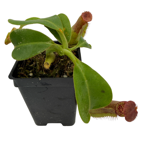 A small potted carnivorous pitcher plant with green leaves and reddish-brown tubular flowers, shown in a black nursery pot on a white background.