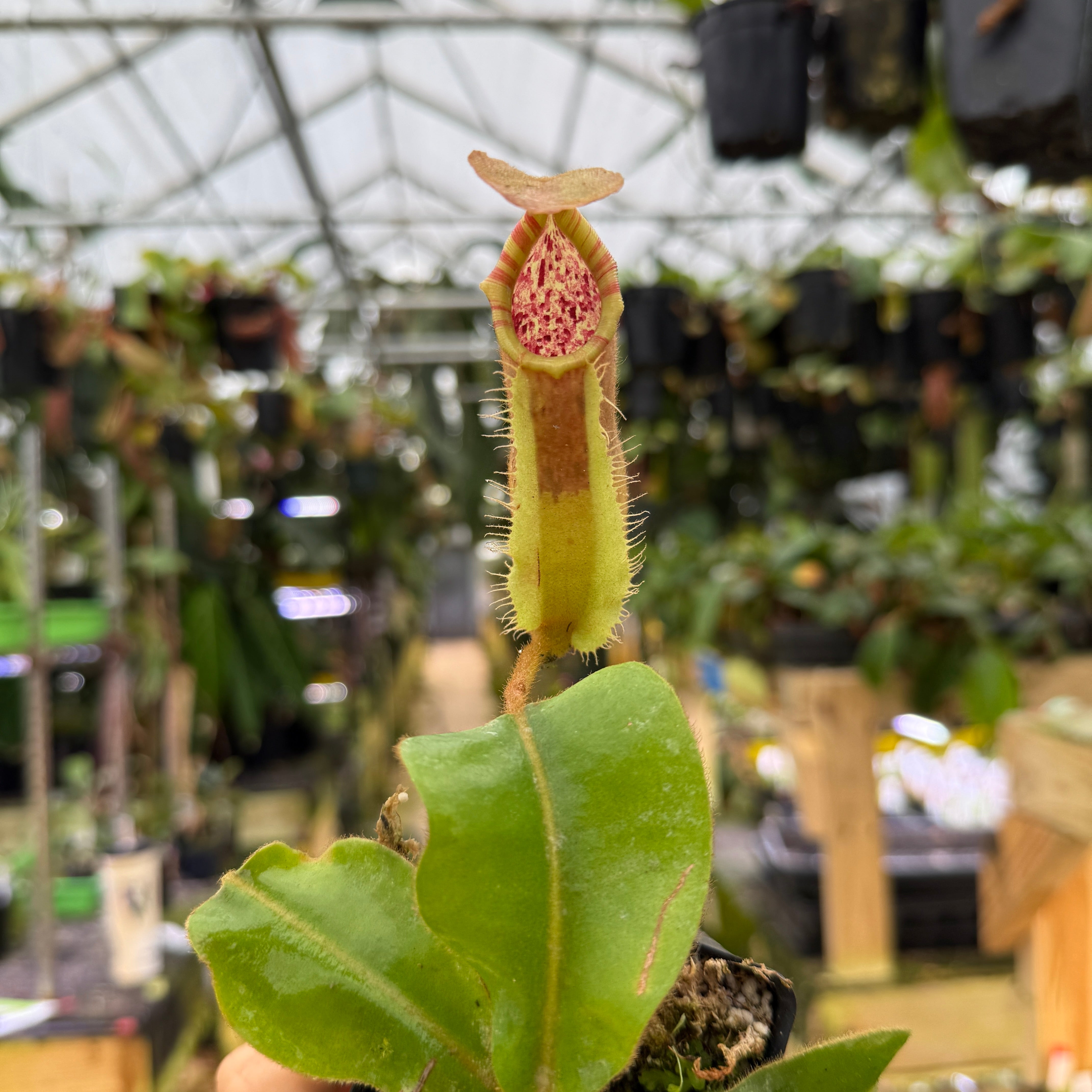 Nepenthes {[(lowii x veitchii) x boschiana] x veitchii 
