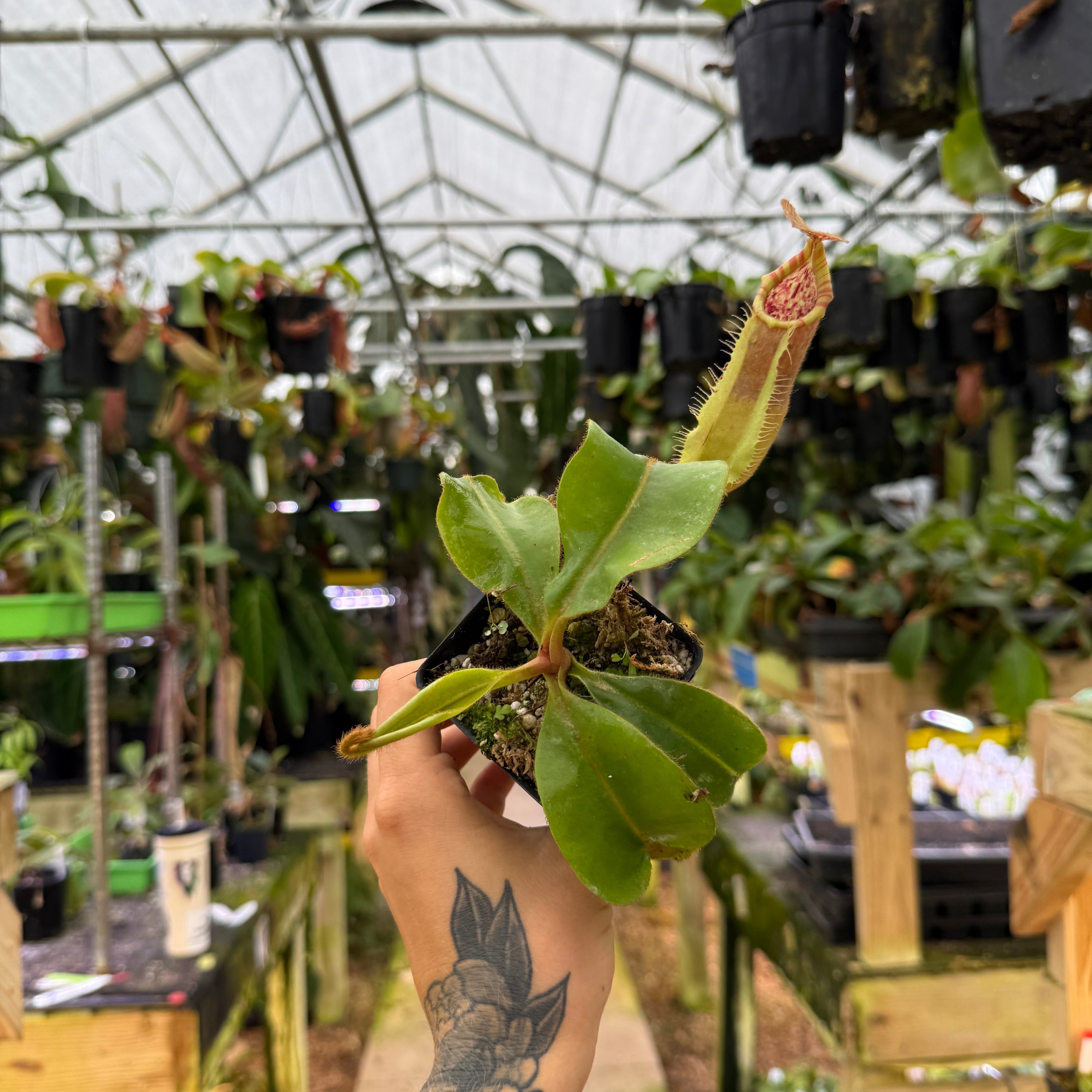 Nepenthes {[(lowii x veitchii) x boschiana] x veitchii 
