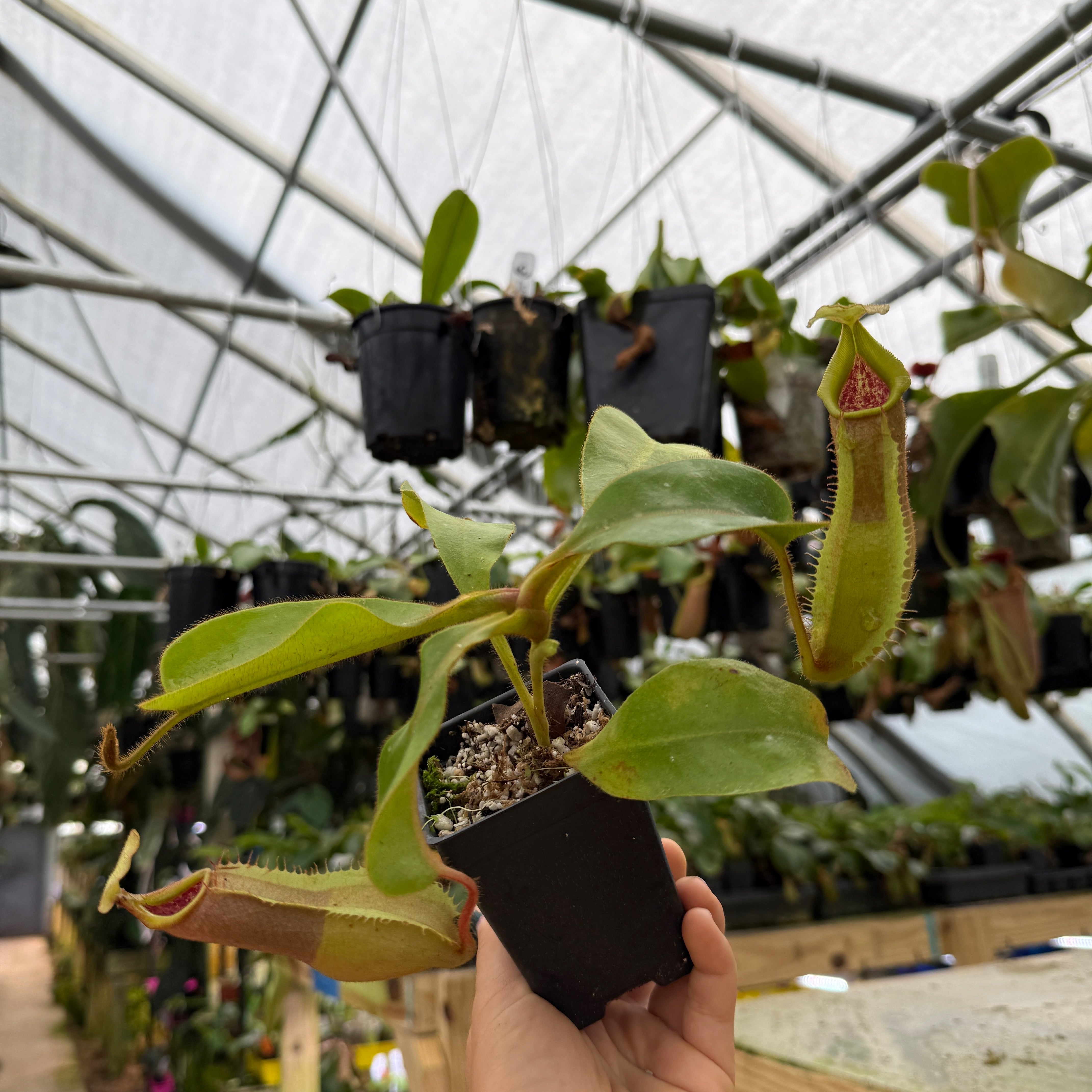 Nepenthes {[(lowii x veitchii) x boschiana] x veitchii 