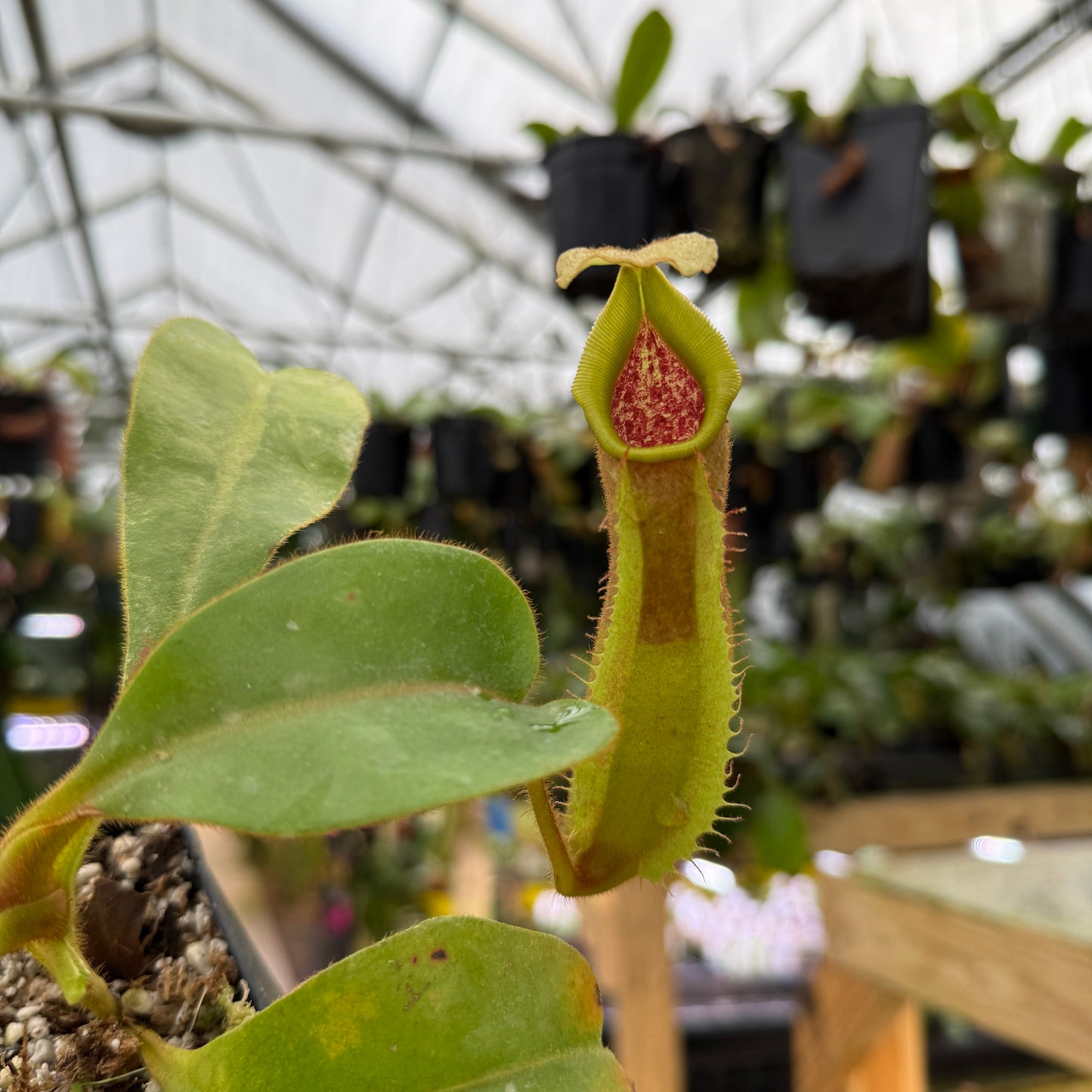 Close-up of a pitcher plant in a greenhouse setting