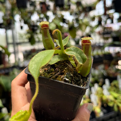front view of a nepenthes pitcher plant with open traps 