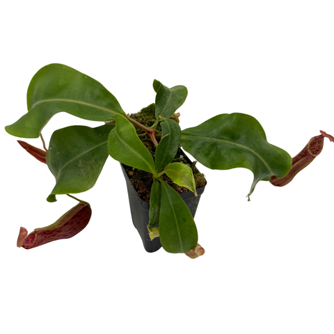 two pitcher plants in black nursery pots 
