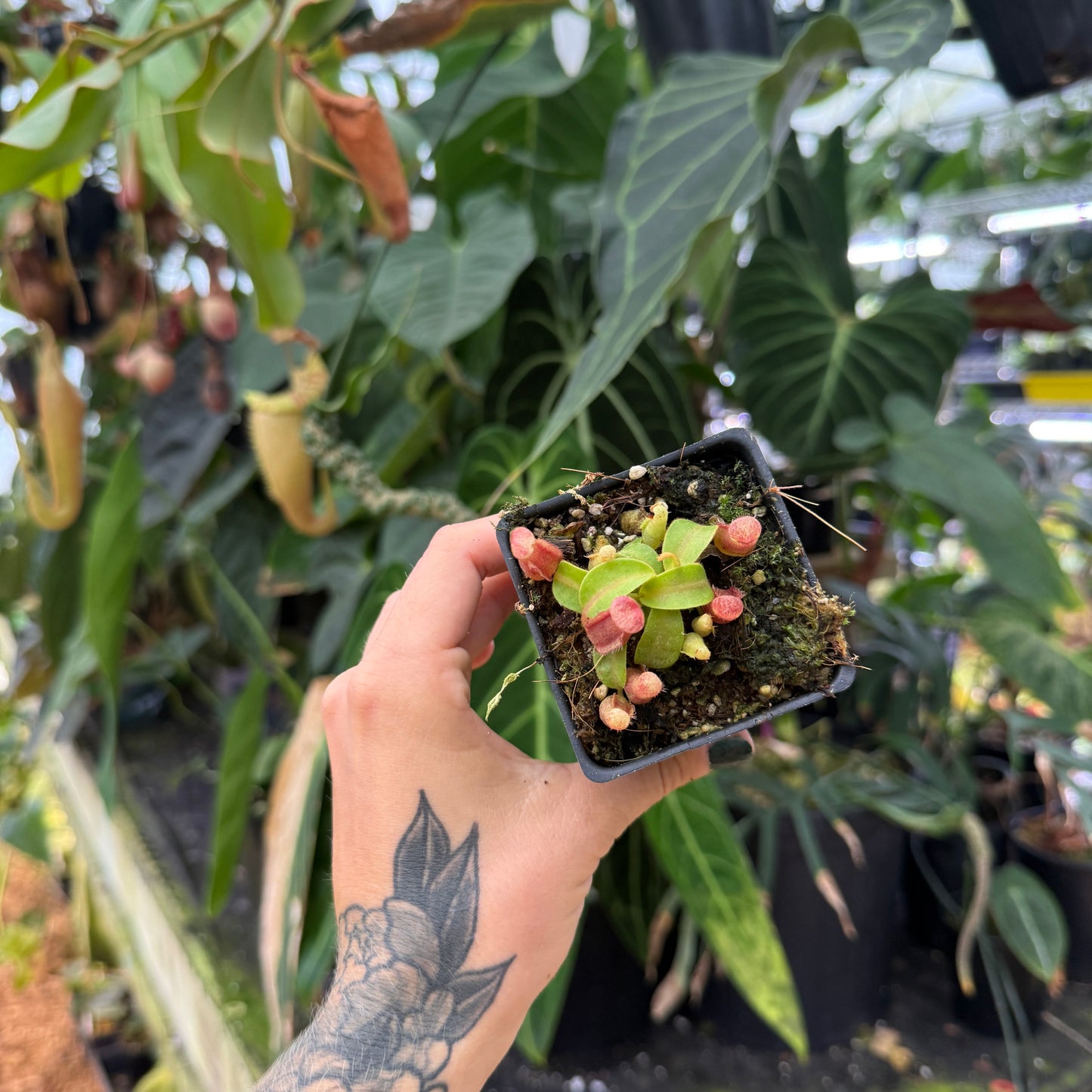 top view of an extra small pitcher plant