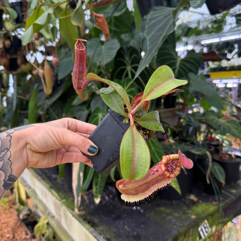hand holding a large striped pitcher plant at an angle