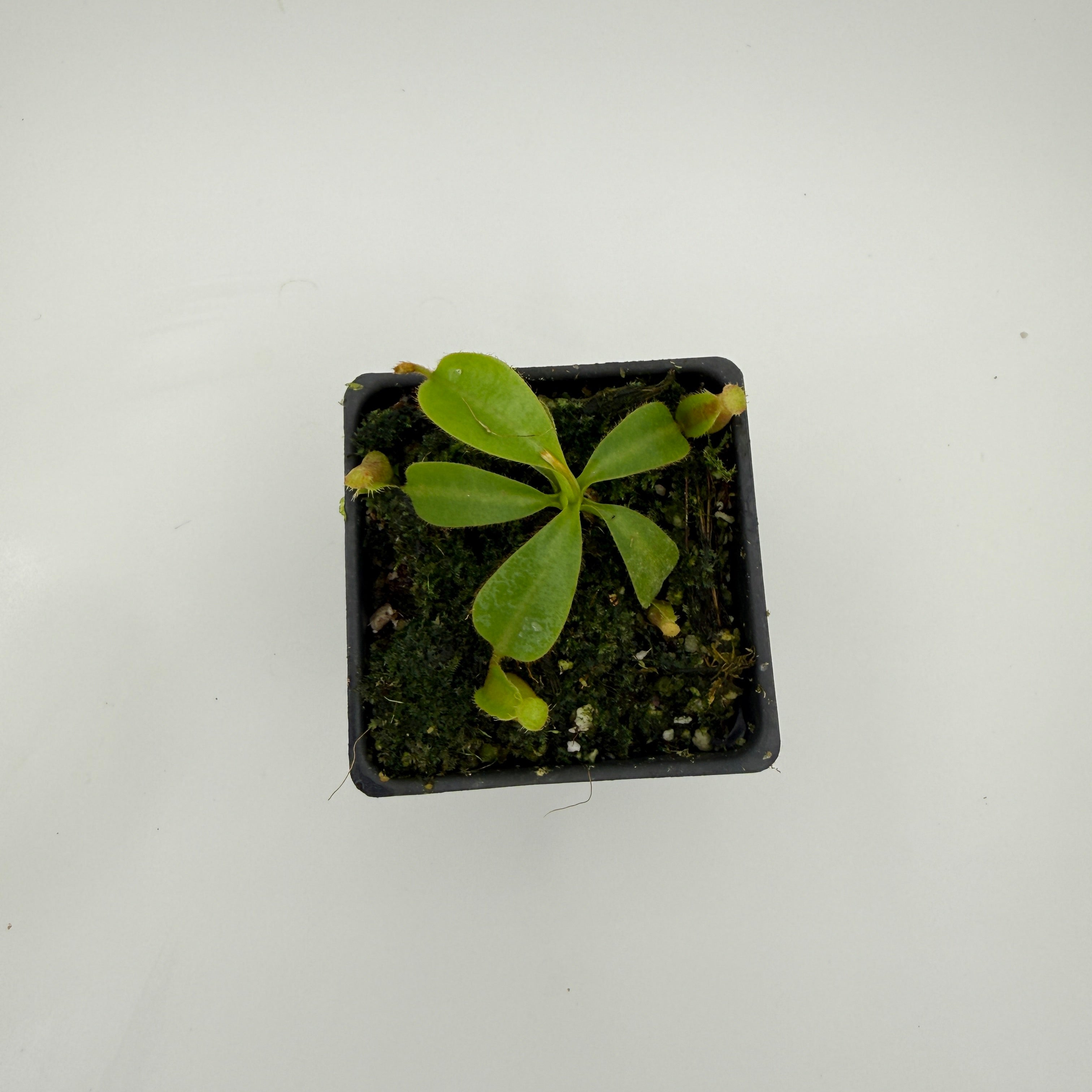 Nepenthes veitchii Candy CK x trusmadiensis SG, CAR-0996 – Carnivero