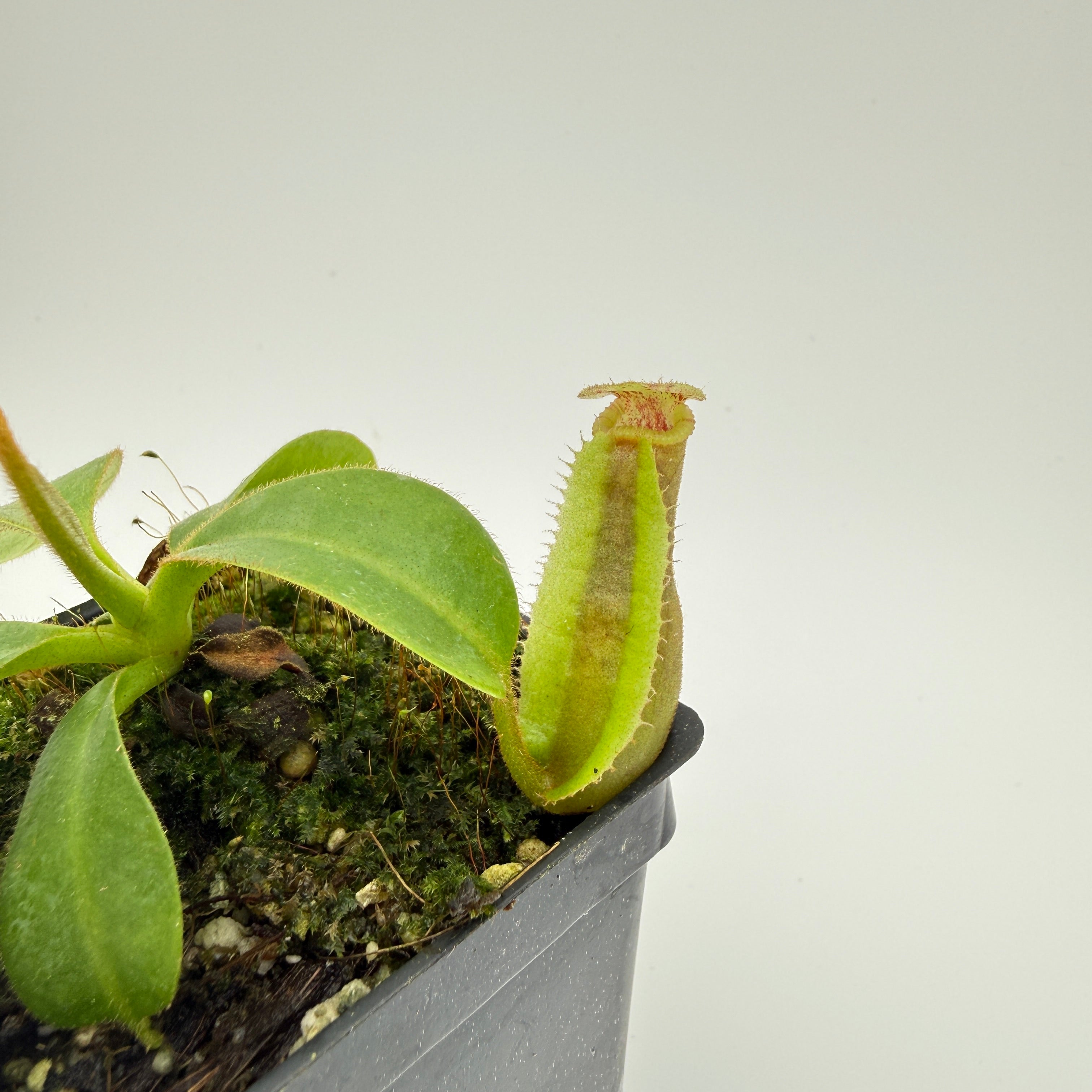 Nepenthes veitchii Candy CK x trusmadiensis SG, CAR-0996 – Carnivero