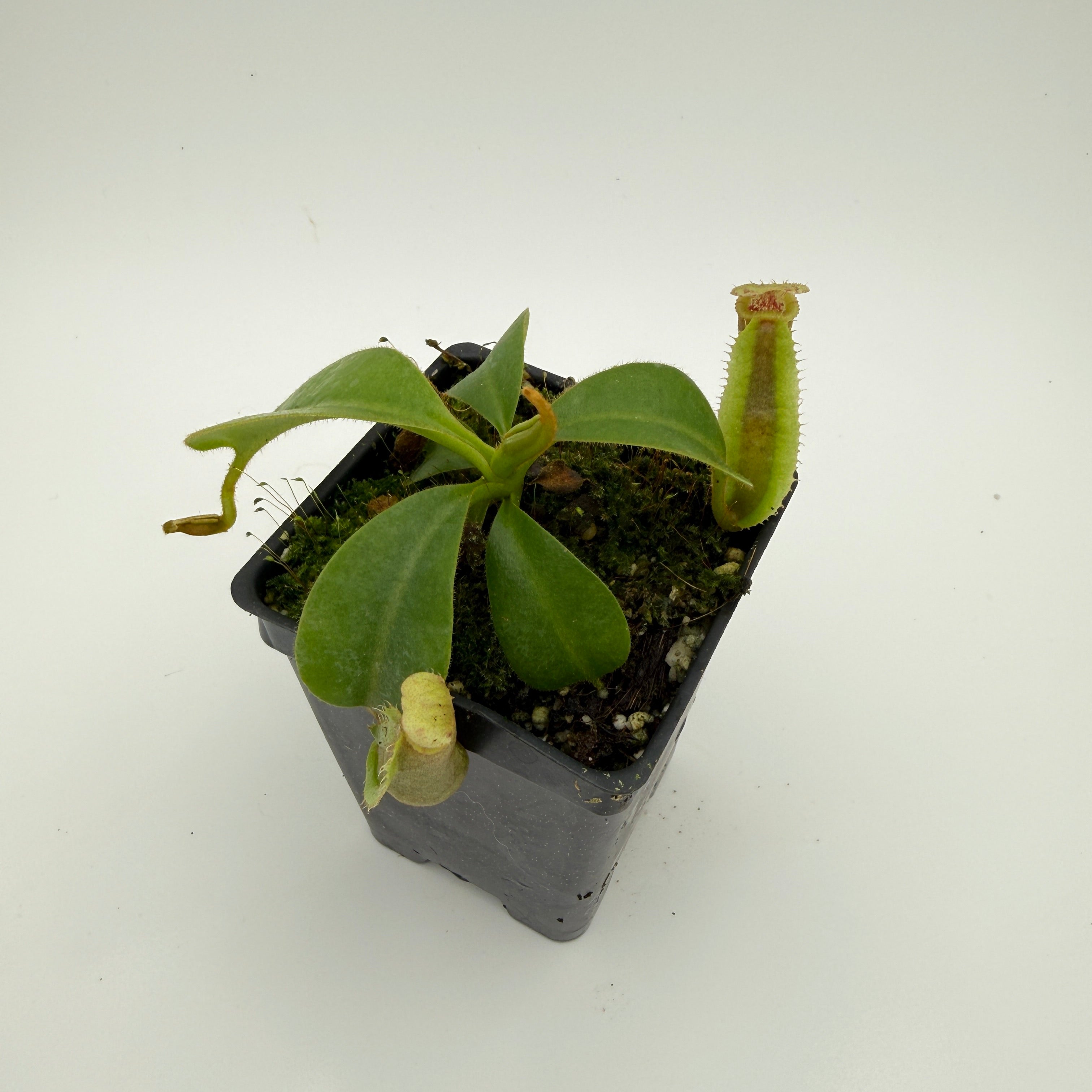 Nepenthes veitchii Candy CK x trusmadiensis SG, CAR-0996 – Carnivero