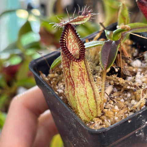 Nepenthes hamata clone 01 from Gunung Lamut Sulawesi close up of a pale green pitcher with red speckles and a spiny red peristome