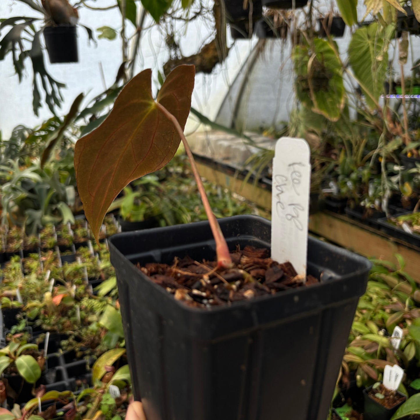 [MDR006] Anthurium papillilaminum (Ree Gardens CLONE)