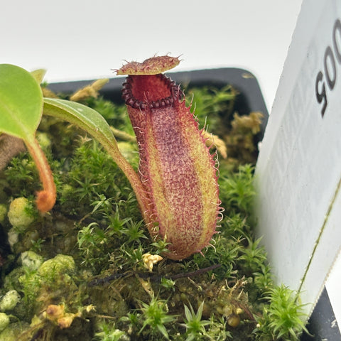 WH0005 Nepenthes villosa x hamata, BE-4099 (XS) (HJ179)