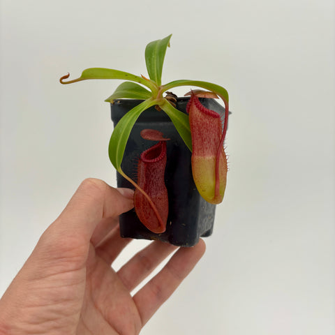 WH0006 Nepenthes ventricosa x edwardsiana (S) (HJ360)