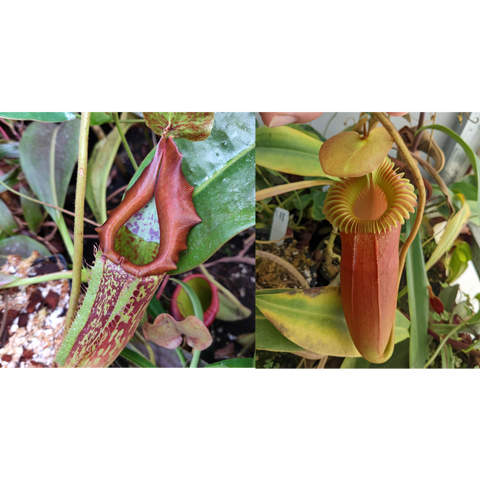 Nepenthes maxima Geoff Wong x Harryana seed pod left shows a mottled green and purple pitcher right shows a tall red pitcher