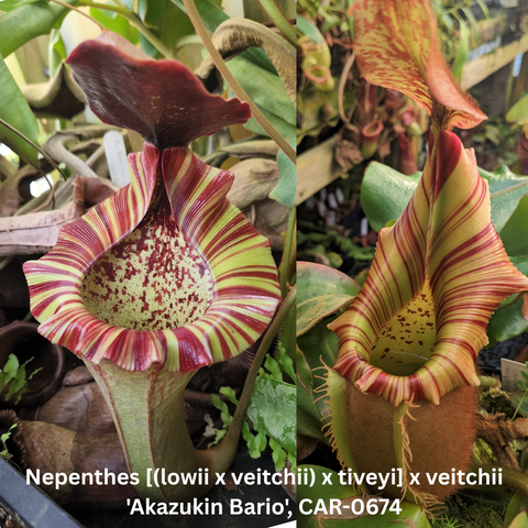 Two views of Nepenthes Akazukin Bario hybrid with pale green striped pitchers and vivid red striped peristomes.