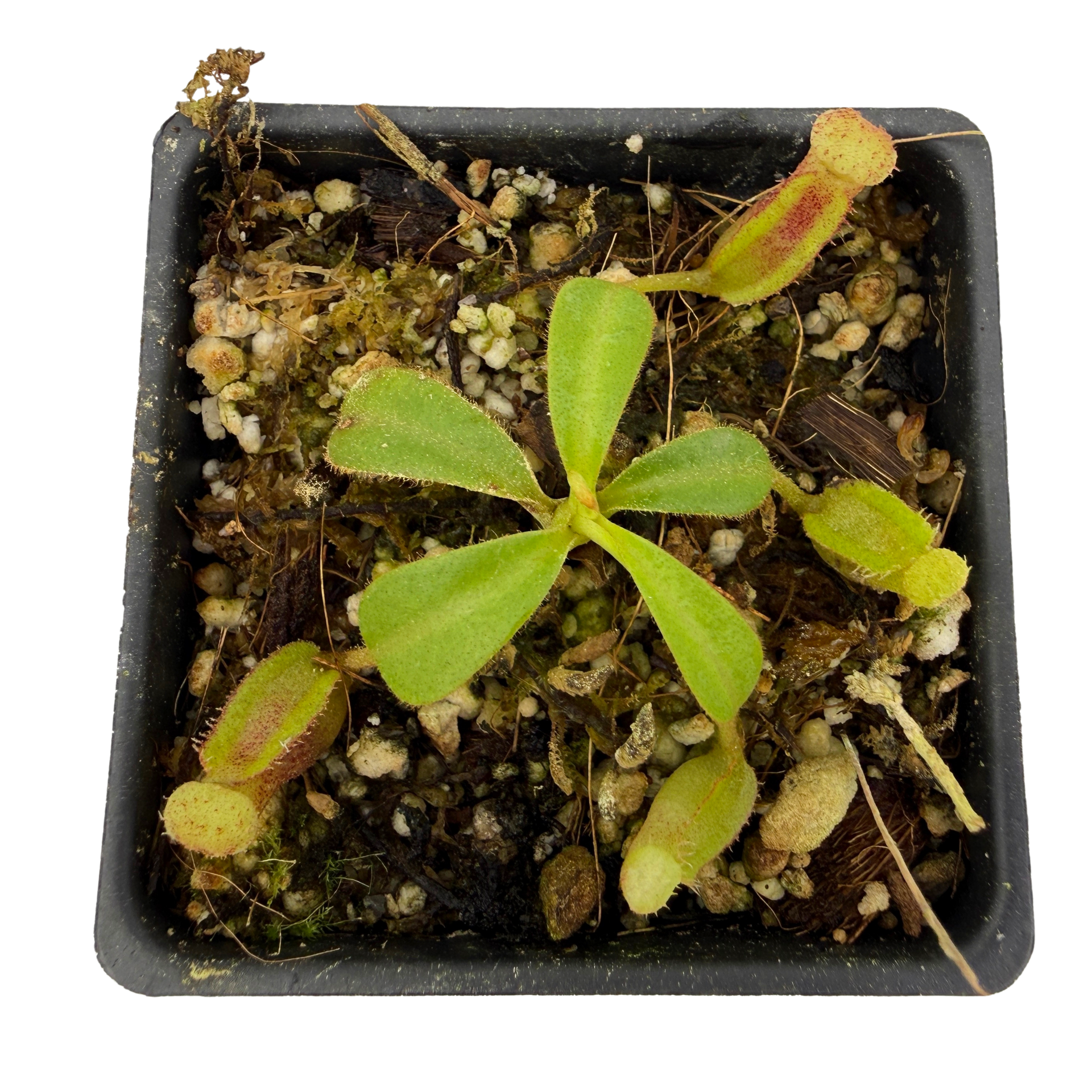 nontREVI パウダー20g Nepenthes veitchii (Murud x Candy)-Best x Trusmadiensis (SG), CAR