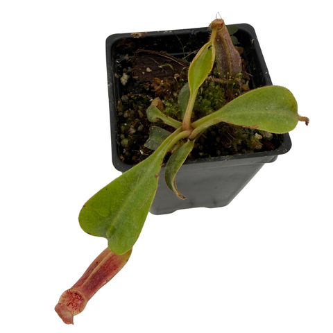 Nepenthes veitchii (Murud x Candy)-Best x Trusmadiensis (SG), CAR-1001