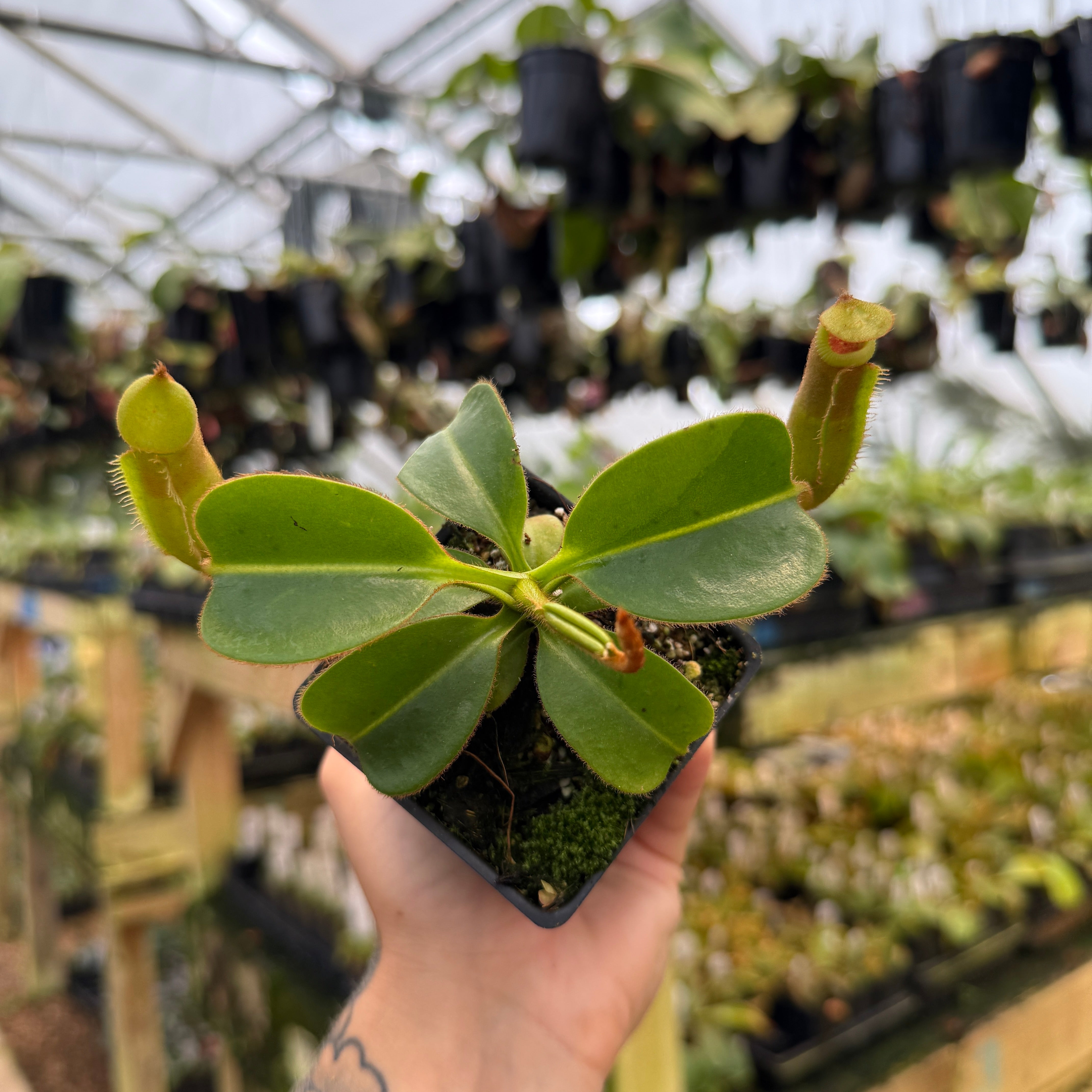 Nepenthes (truncata x veitchii)-yellow x macrophylla, CAR-1006