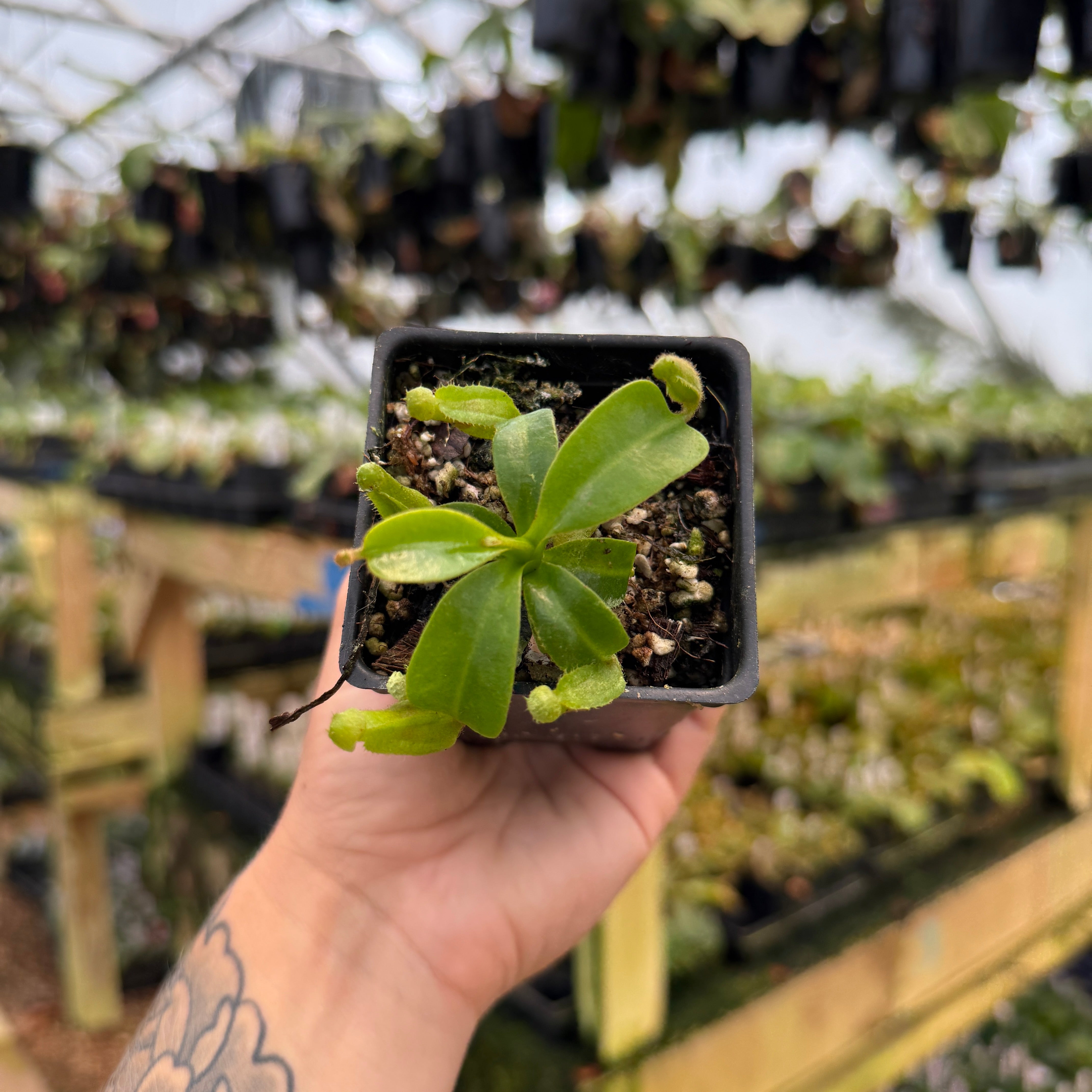Nepenthes (truncata x veitchii)-yellow x macrophylla, CAR-1006