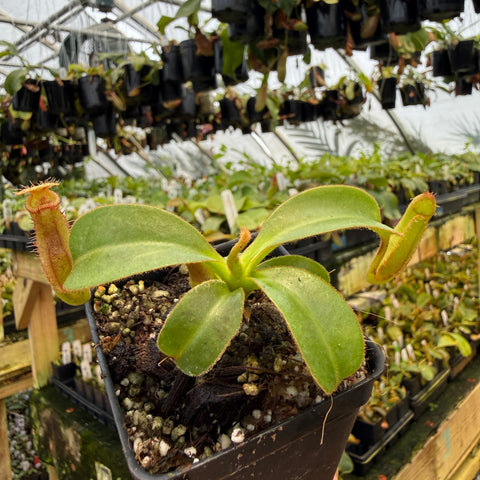 Nepenthes (truncata x veitchii)-yellow x macrophylla, CAR-1006