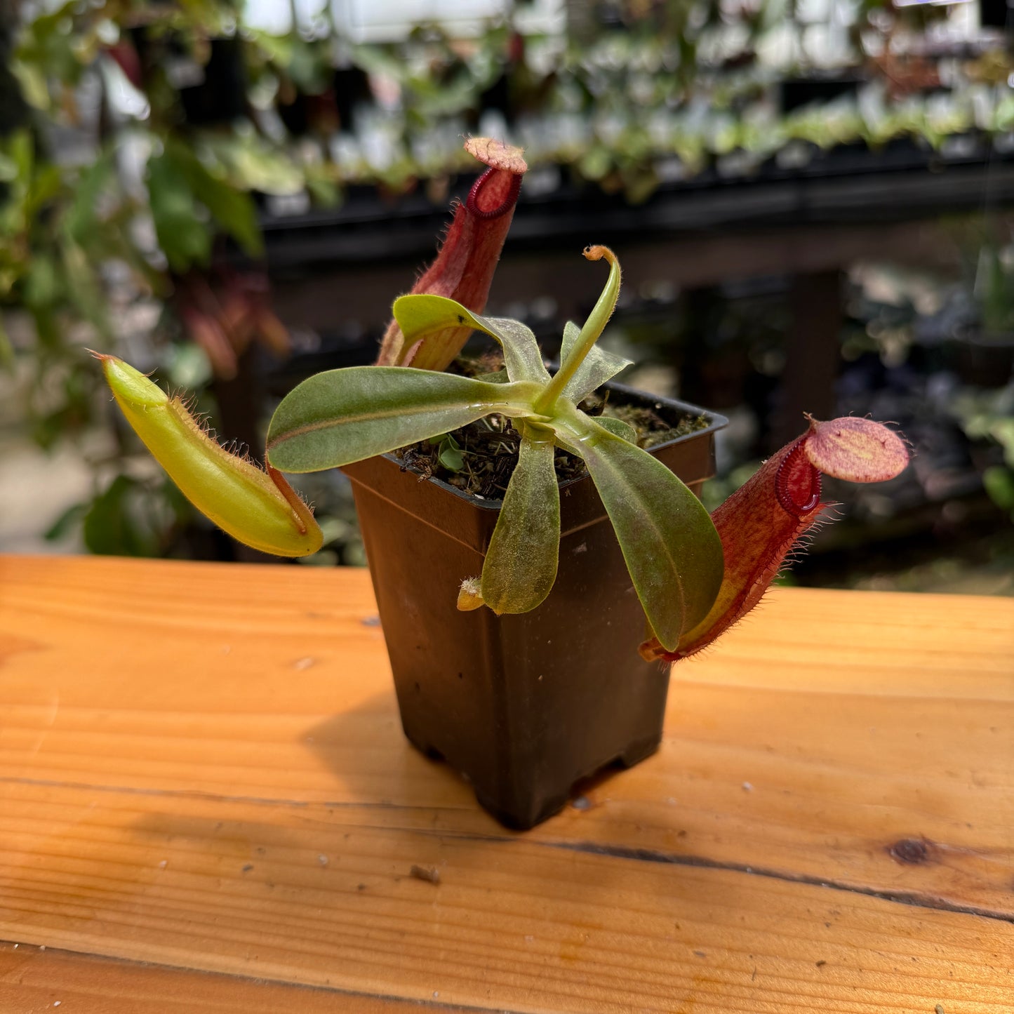 A small carnivorous pitcher plant in a dark brown plastic starter pot, sitting on a wooden table with a blurred greenhouse background.