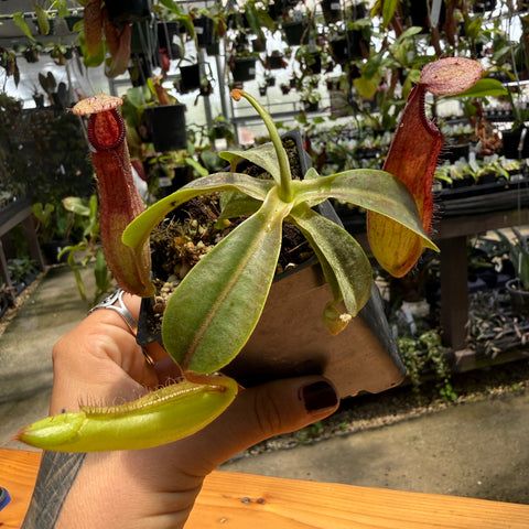A hand holds a potted carnivorous pitcher plant in a greenhouse setting, with multiple hanging plants visible in the background.