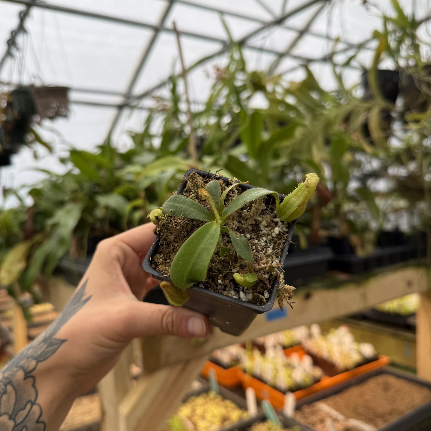 Nepenthes veitchii Queen x BE-3734 CAR-1018 in a small pot held by a hand inside a greenhouse