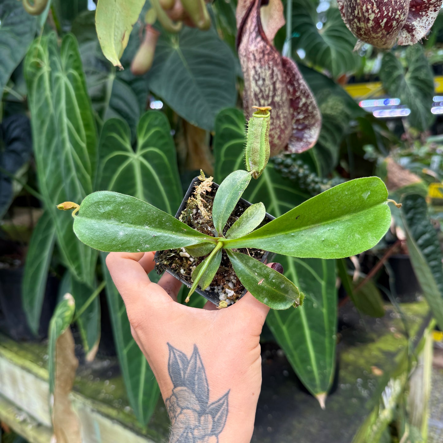 Nepenthes [(lowii x veitchii) x boschiana)] "Red Ruffled" x ( {(Rokko x boschiana) x [(Rokko x fusca) x spectabilis]} x Trusmadiensis ), CAR-1022
